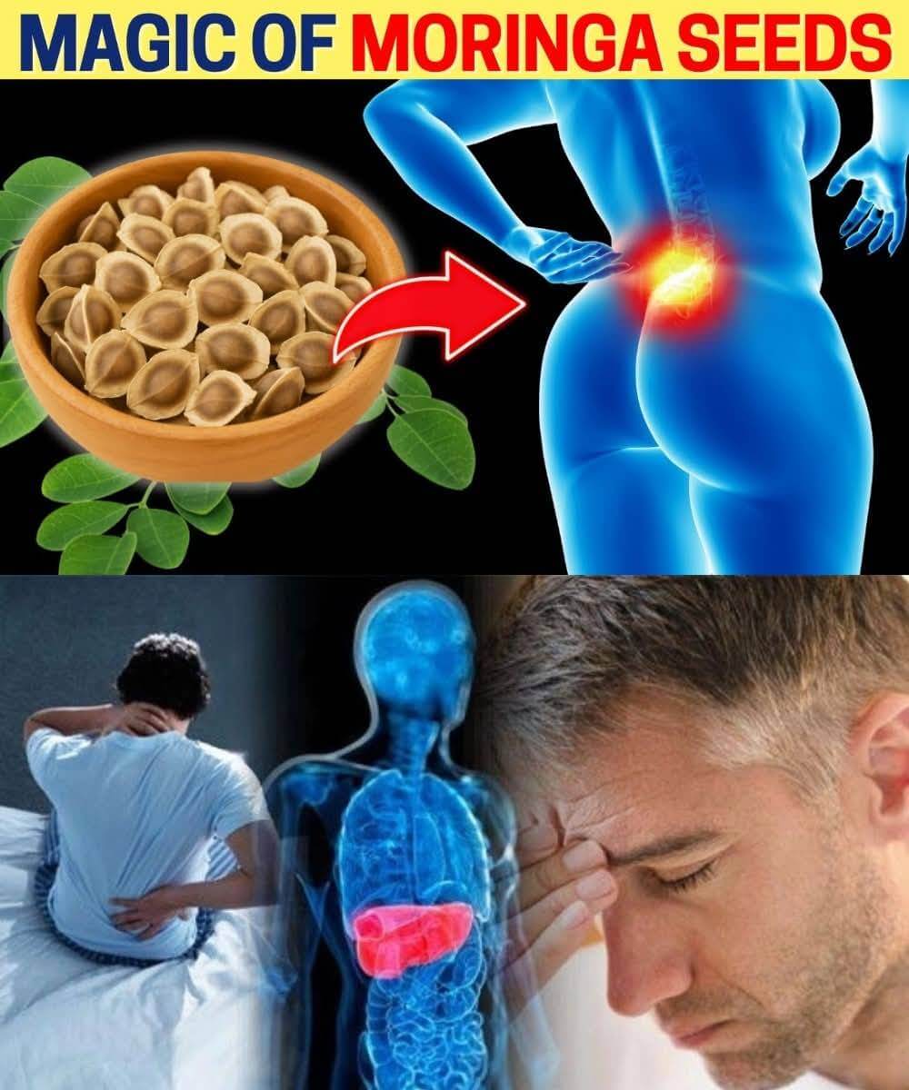 18 Moringa Seed Benefits Doctors Don’t Talk About 1