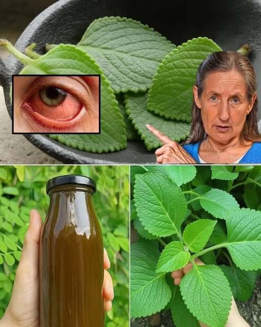 The Golden Herb for Eye Health Oregano 1