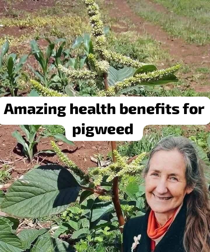 Exposing Pigweeds' Incredible Health Benefits (Amaranth) 1