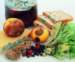 Food Fungus Identification Health Impacts and Prevention 1