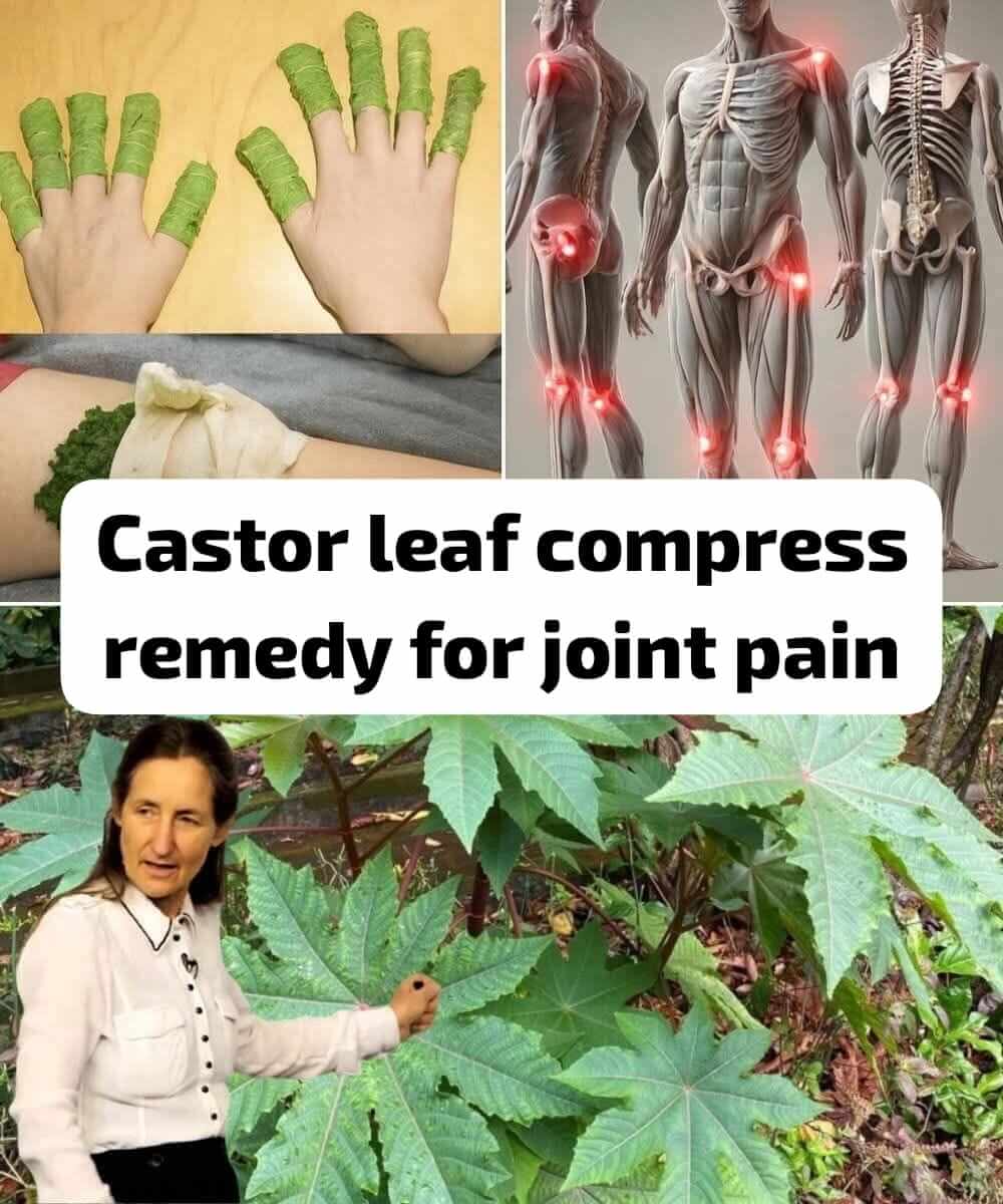 Compressing Castor Leaves to Reduce Joint Pain 1