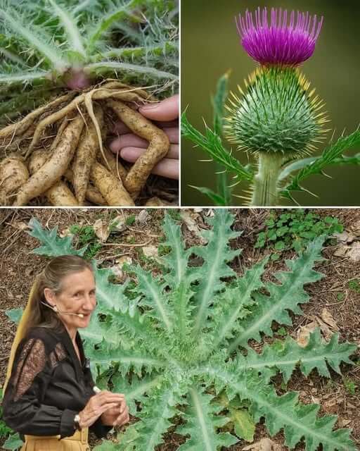 Use Bull Thistle Root to promote healthy digestion liver function blood flow well-being 1