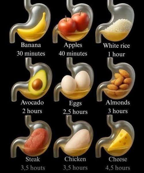 How Long It Takes to Digest Common Foods 1