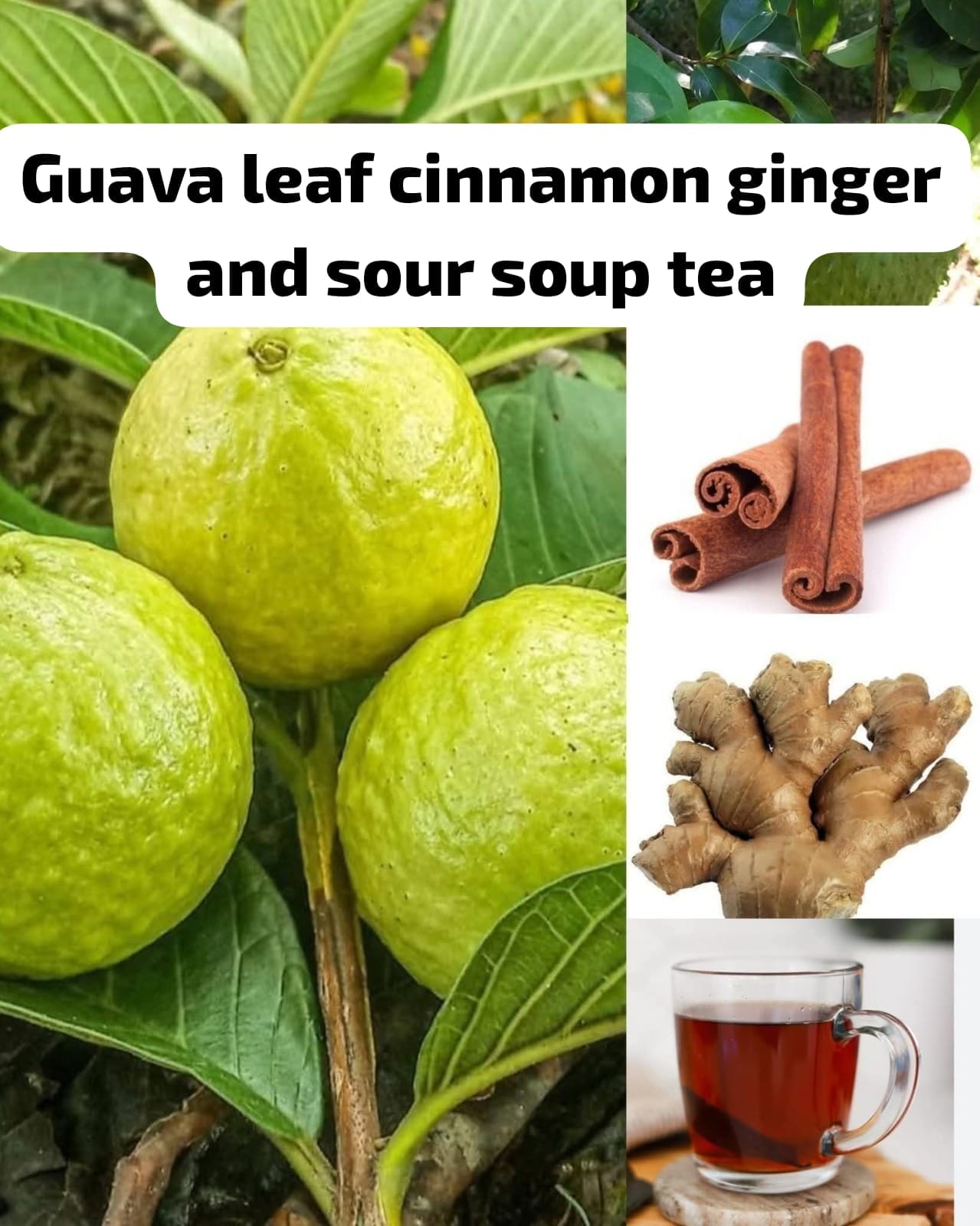 Ginger, Cinnamon, Guava Leaf, and Soursop Leaf Tea 1