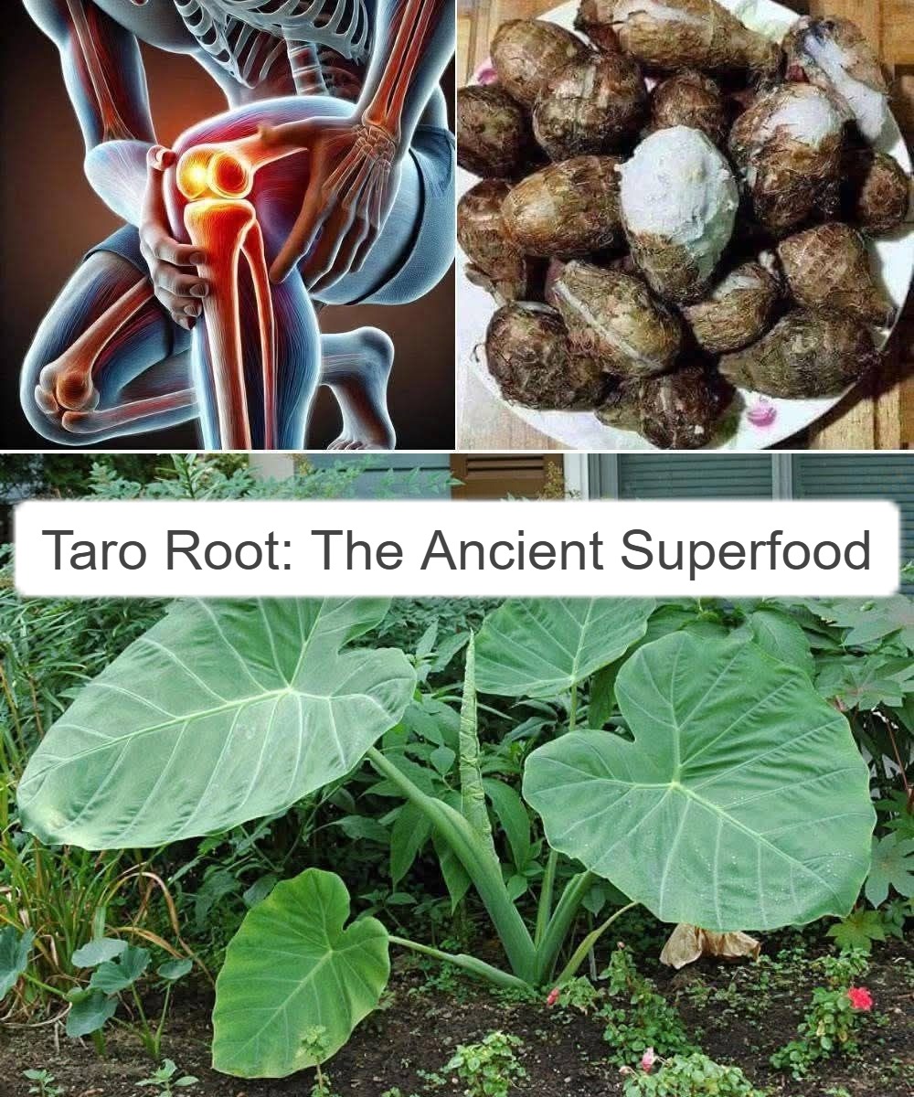 Taro Root: The Ancient Superfood Transforming Health and Sustainability 1
