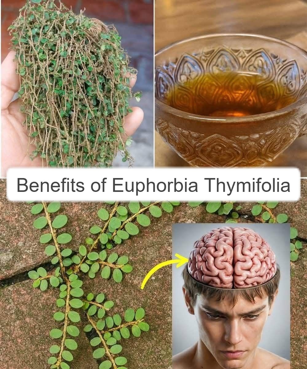 The Health Benefits of Euphorbia Thymifolia 1