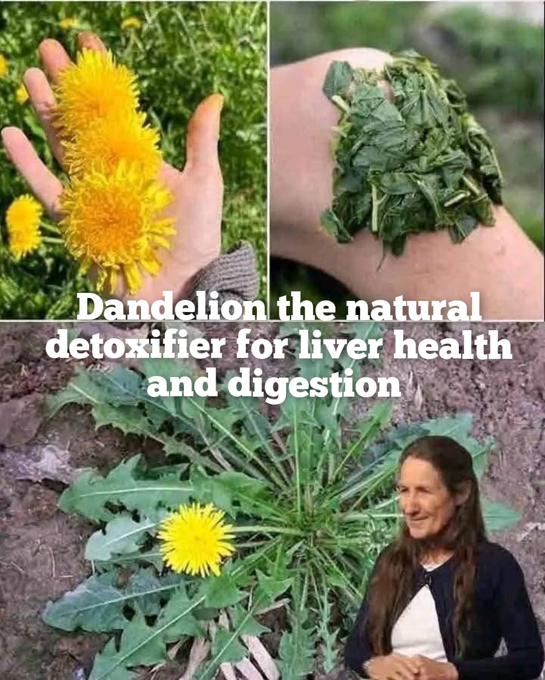 Dandelion The Natural Detoxifier for Liver Health, Digestion & Overall Wellness 1