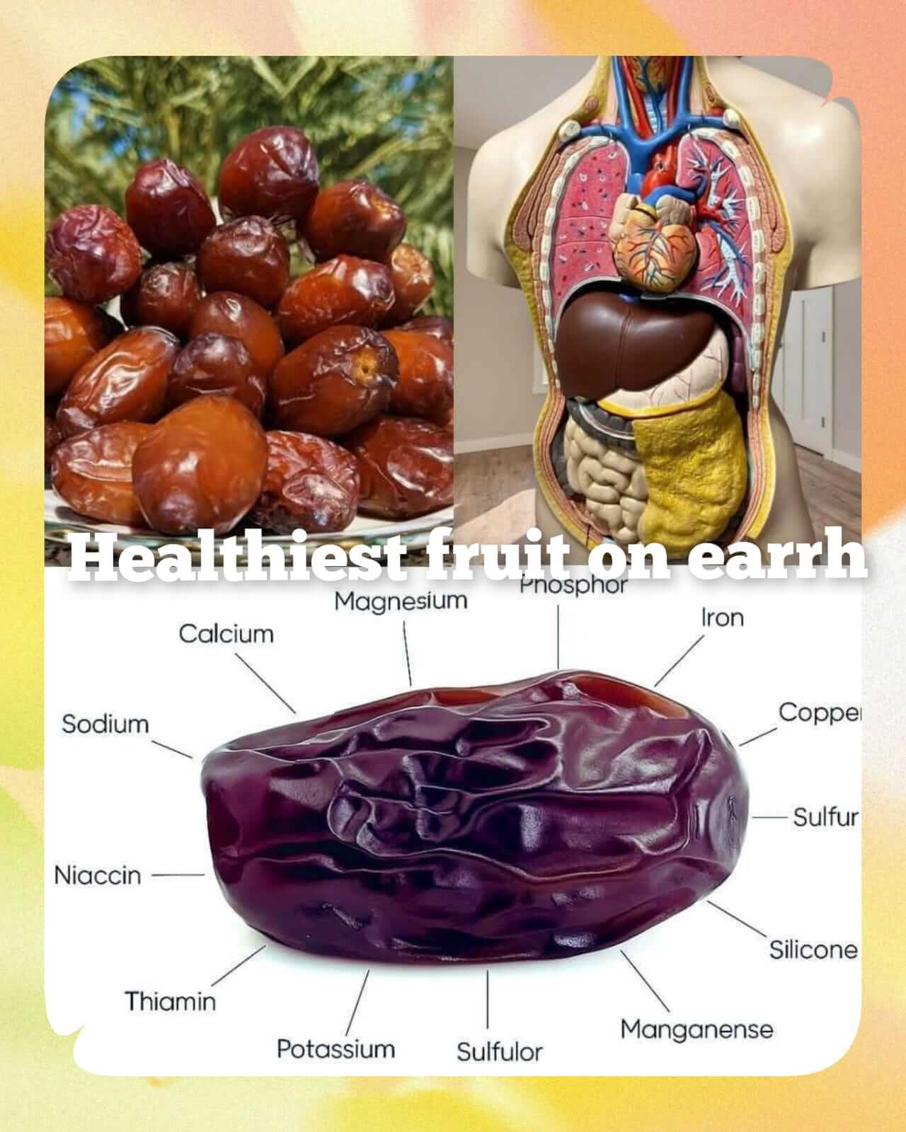 The World's Healthiest Fruit With seven dates a day 1
