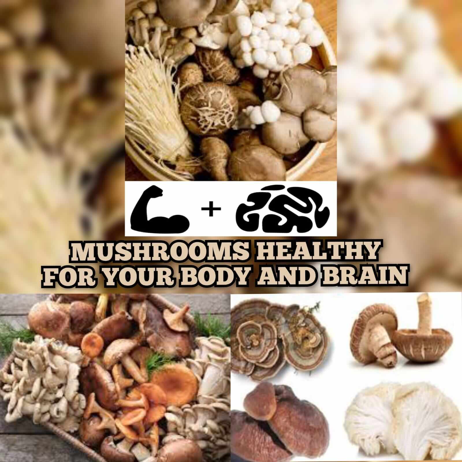 MUSHROOMS THAT ARE HEALTHY FOR YOUR BODY AND BRAIN 1