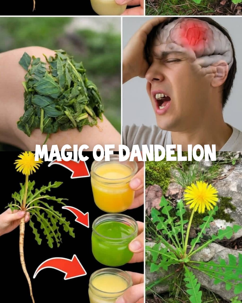Unlock the Magic of Dandelions 1