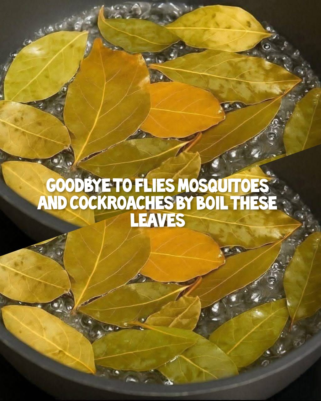 Say Goodbye to Flies, Mosquitoes & Cockroaches by Boiling These Leaves 1