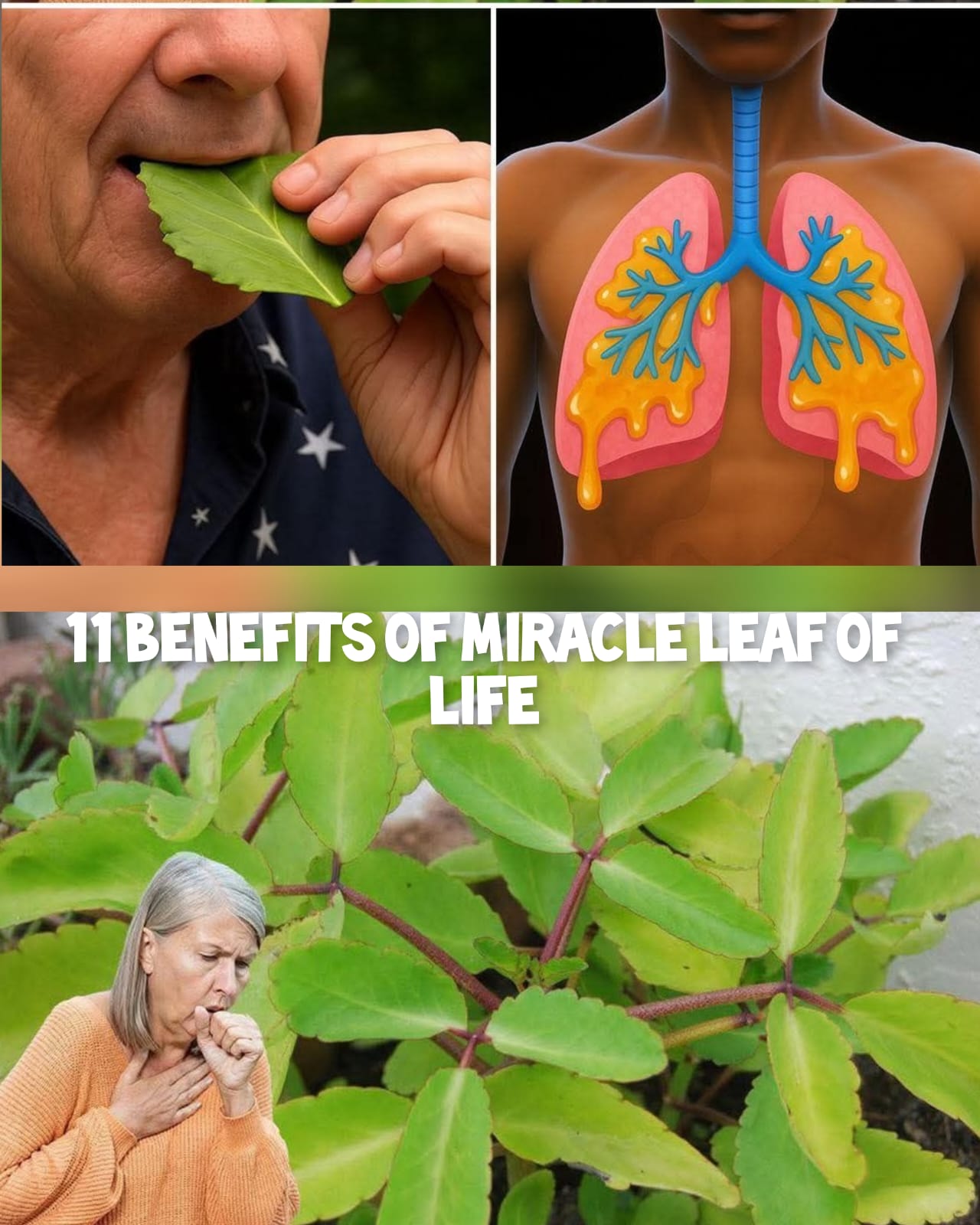 11 Surprising Benefits of the Miracle Leaf of Life 1