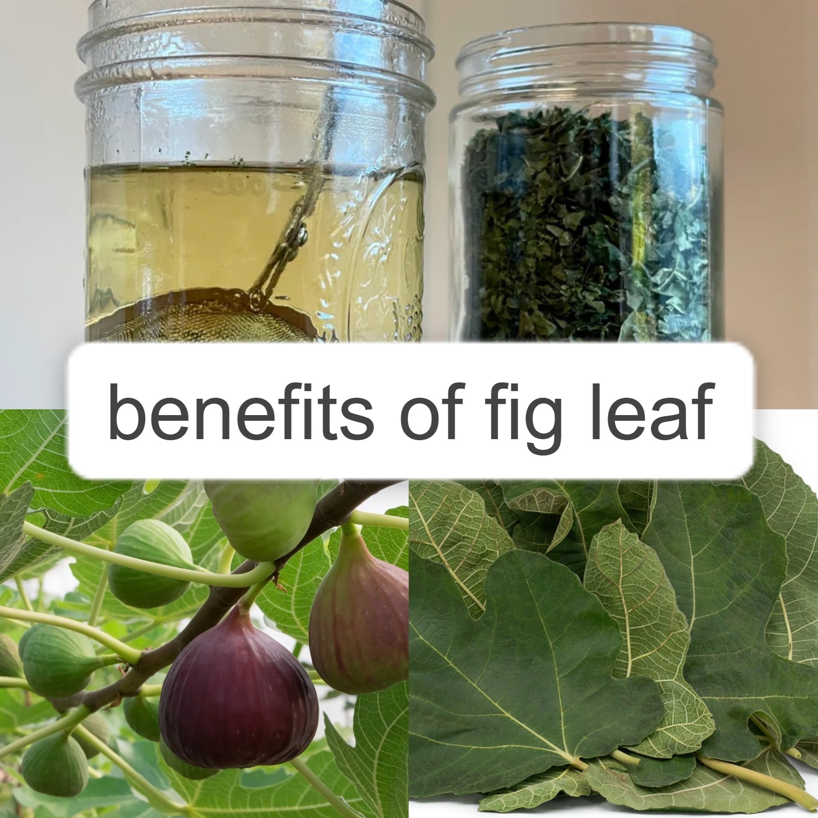 Benefits of fig leaf 1